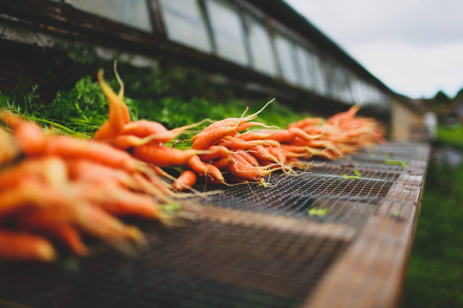Carrots at Soul Farm