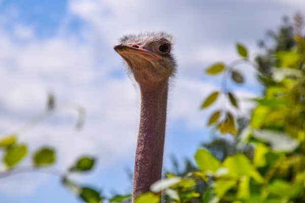 Ostrich in close up