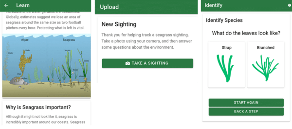 Steps of taking a sighting using the SeagrassSpotter app.