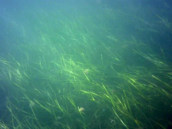 Seagrass underwater along the Helford Estuary