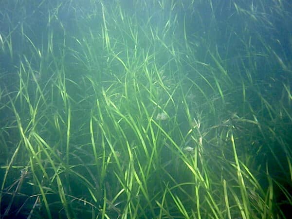 Seagrass underwater along the Helford Estuary